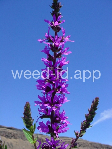loosestrife, purple